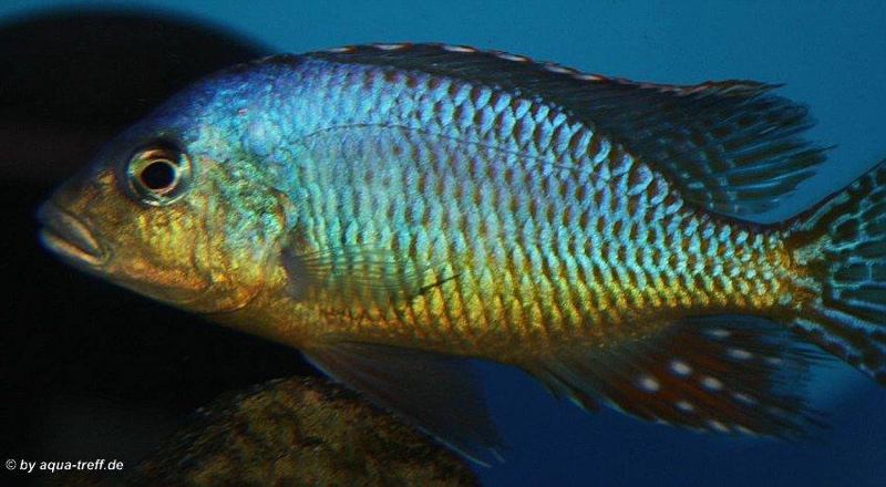 Otopharynx sp. 'spots' Sani